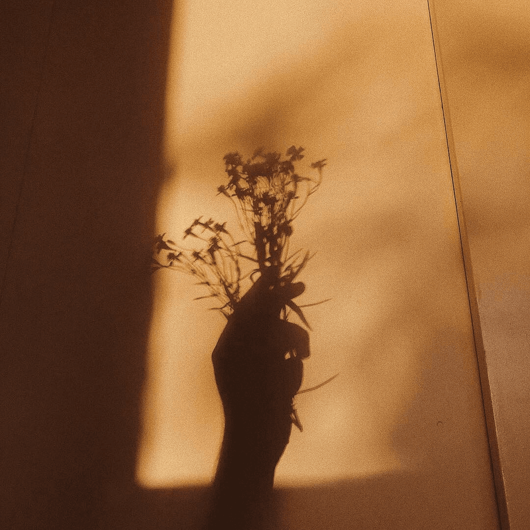 Silhouette of flowers against warm amber wall