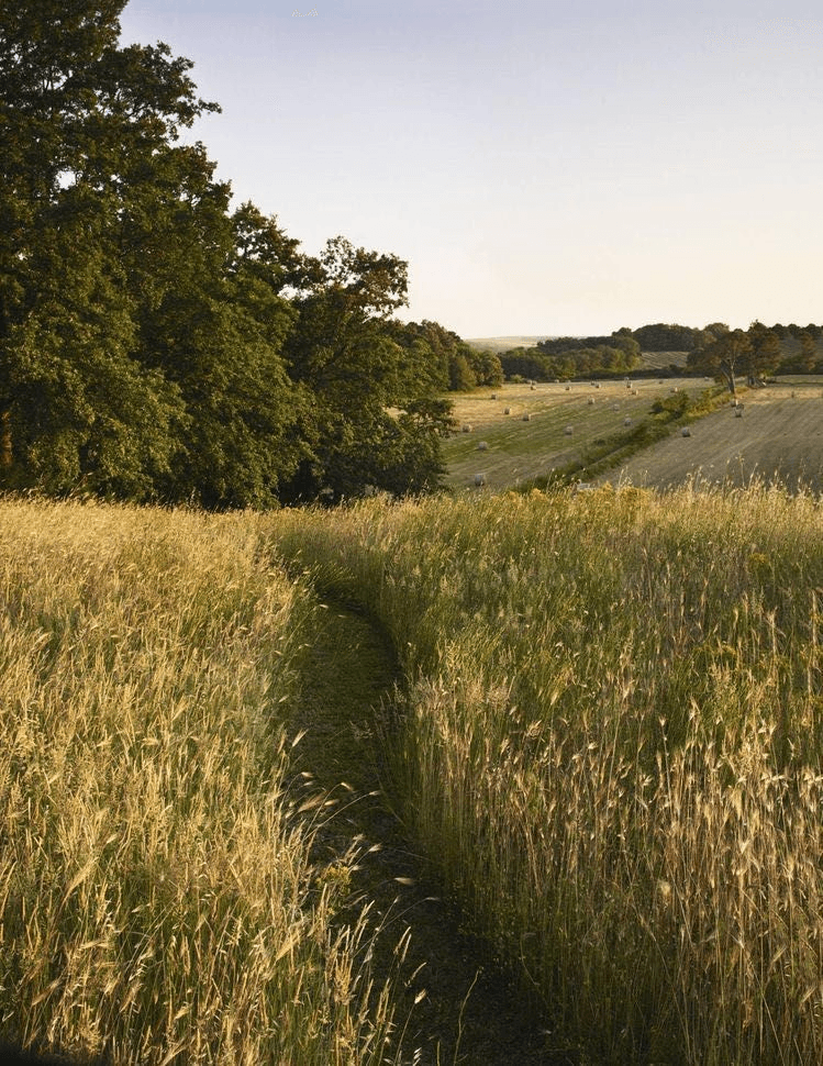 Serene path through golden fields at sunset